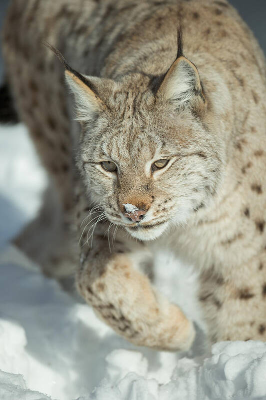 Alaska Poster featuring the photograph A Eurasian Lynx in Snow by Andy Astbury