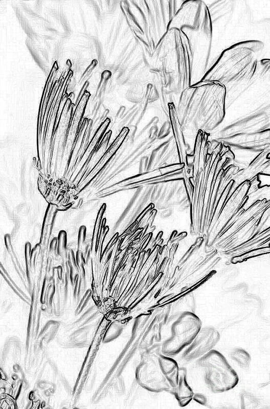 Flowers Poster featuring the photograph A Flower Sketch by Julie Lueders 