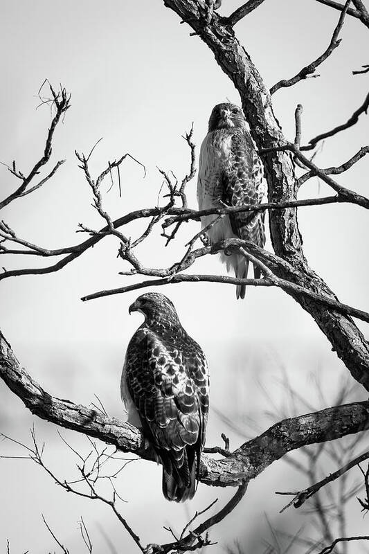 Hawk Poster featuring the photograph A Pair of Red-tails by Jeff Phillippi