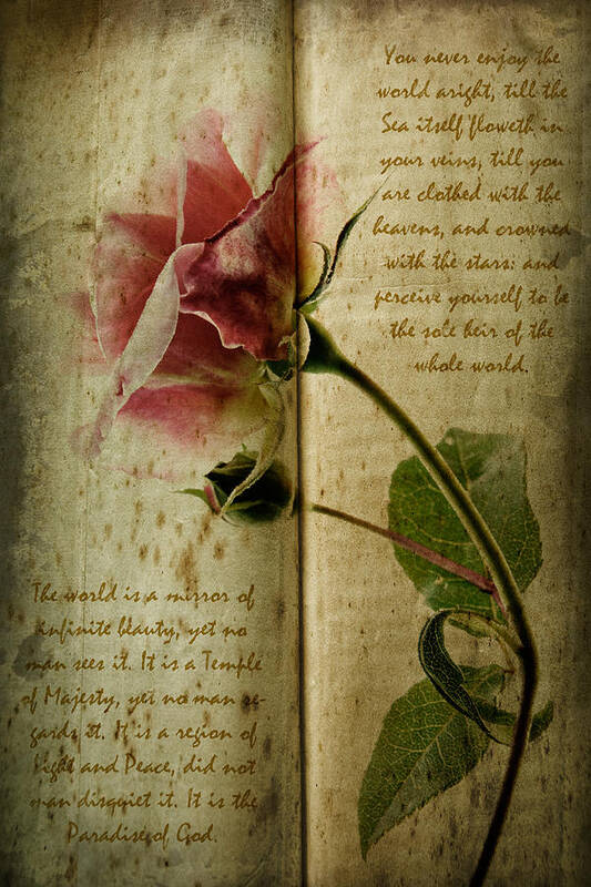 Aged Poster featuring the photograph A Rose by Ann Garrett