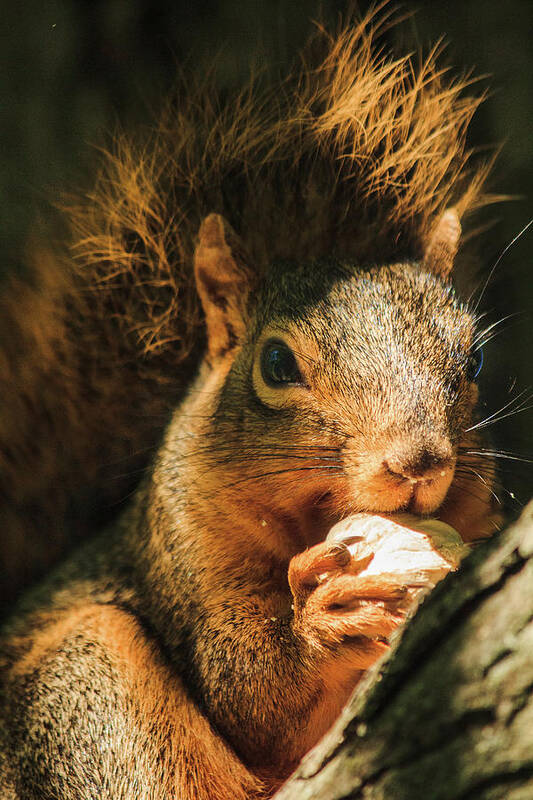 Illinois Poster featuring the photograph A Squirrel and his Nut by Joni Eskridge