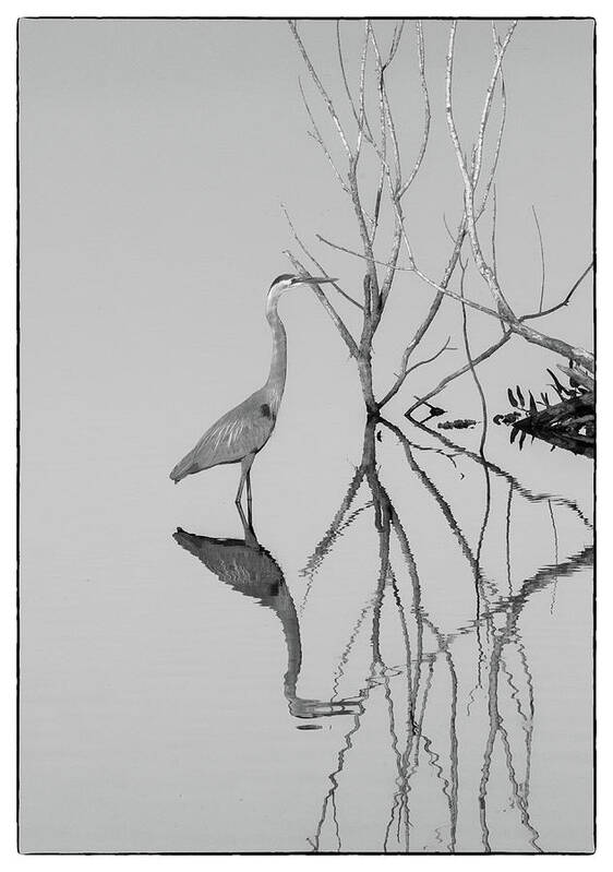 Heron Bird Abstract Water Shadows Reflection Aquatic Florida  Poster featuring the photograph Abstracts on the Lake by Carolyn D'Alessandro