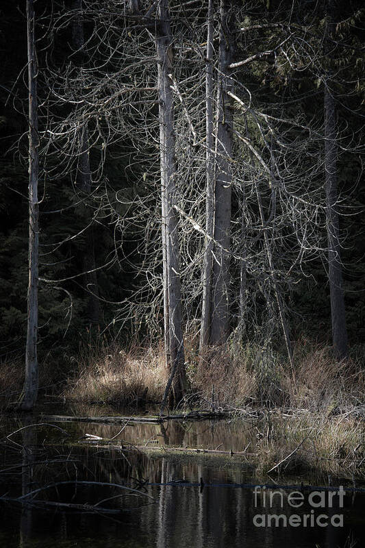 Nature Poster featuring the photograph Across the pond by David Hillier