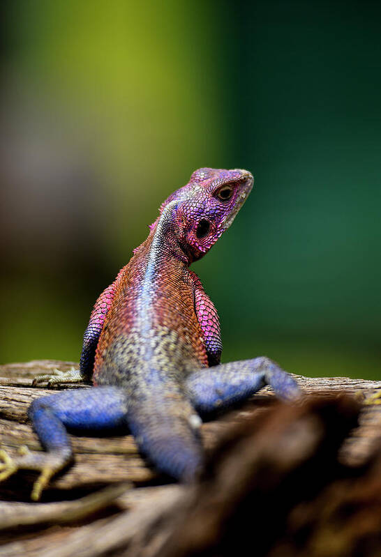 Landscape Lizard Colors Reptile Poster featuring the photograph African Agama Lizard by David Macharia