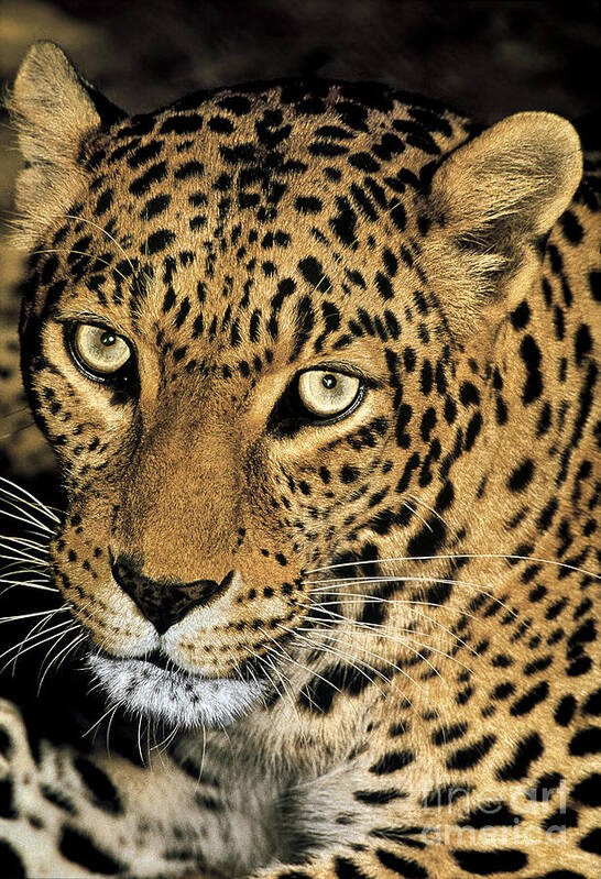 Dave Welling Poster featuring the photograph African Leopard Panthera Pardus Captive Wildlife Rescue by Dave Welling