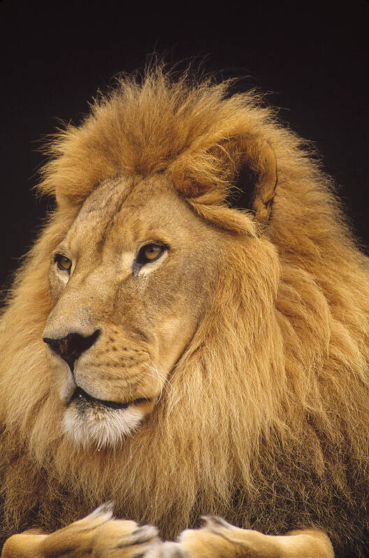 Mp Poster featuring the photograph African Lion Panthera Leo Male by Gerry Ellis