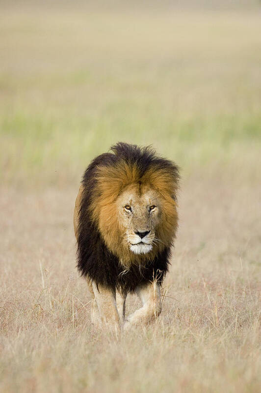 Mp Poster featuring the photograph African Lion Panthera Leo Male, Masai by Suzi Eszterhas