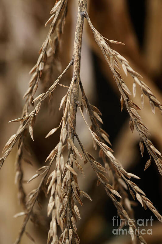 Corn Poster featuring the photograph After The Harvest - 1 by Linda Shafer