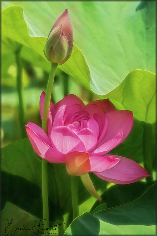 Lotus Poster featuring the photograph Afternoon Sun on Lotus by Erika Fawcett