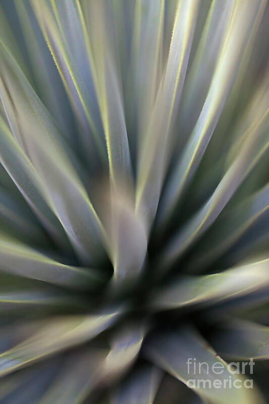 Agave Poster featuring the photograph Agave by James Moore
