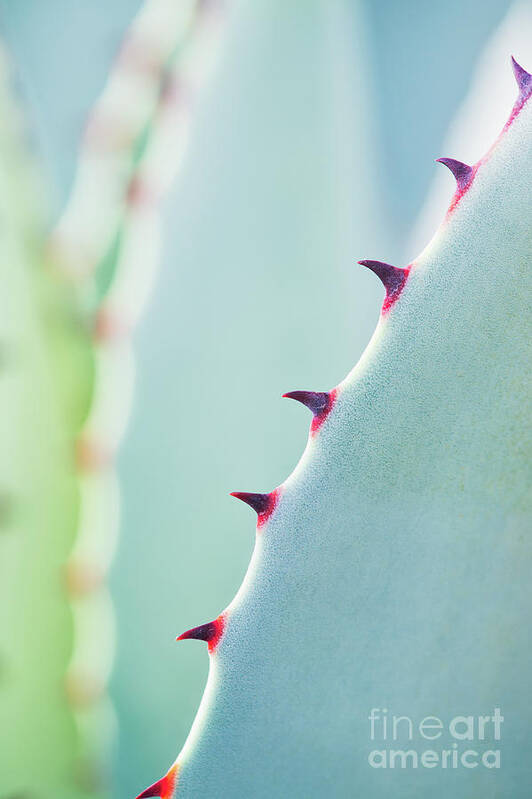Agave Parryi Poster featuring the photograph Agave Parryi Abstract by Tim Gainey