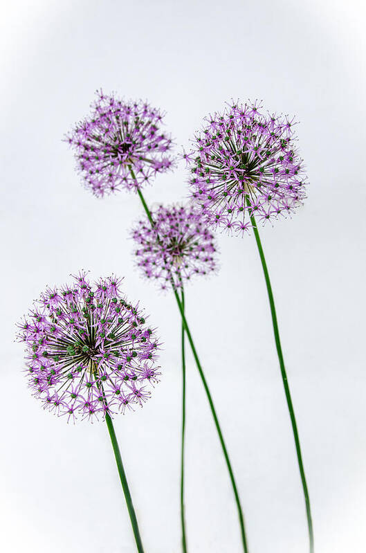 Alliums Standing Tall Poster featuring the photograph Alliums Standing Tall by Susan McMenamin