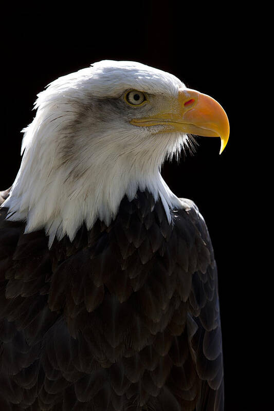 North American Bald Eagle Poster featuring the photograph American Bald Eagle by Andy Myatt