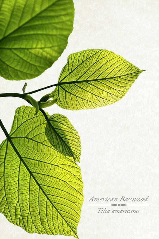 Leaves Poster featuring the mixed media American Basswood by Christina Rollo