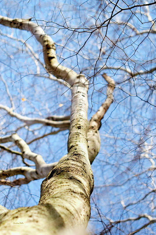 Tree Poster featuring the photograph American Beech Tree by Christina Rollo