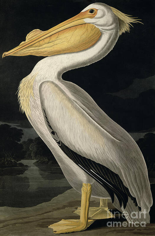 American White Pelican Poster featuring the painting American White Pelican by John James Audubon