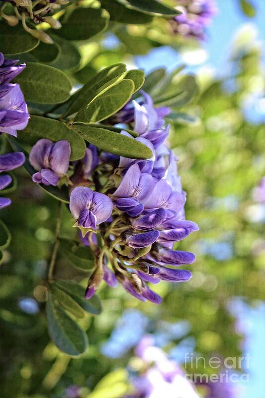 Flowers Poster featuring the photograph Amethyst Shower by Ella Kaye Dickey