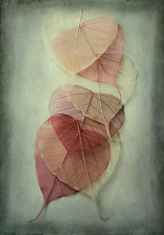 Leaves Poster featuring the photograph Among Shades by Maggie Terlecki