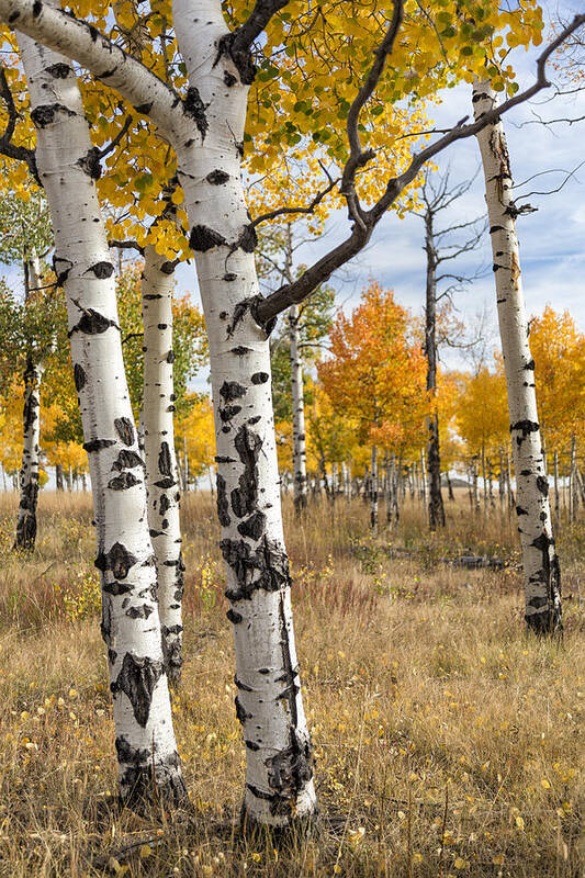 Aspen Poster featuring the photograph Among The Aspens by Denise Bush