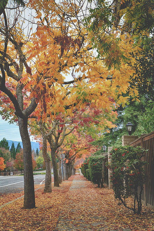 Pleasanton Poster featuring the photograph An Autumn Walk by Laurie Search