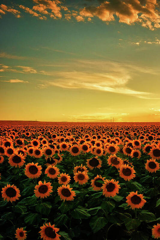 Sunset Poster featuring the photograph An Evening In Summer by John De Bord