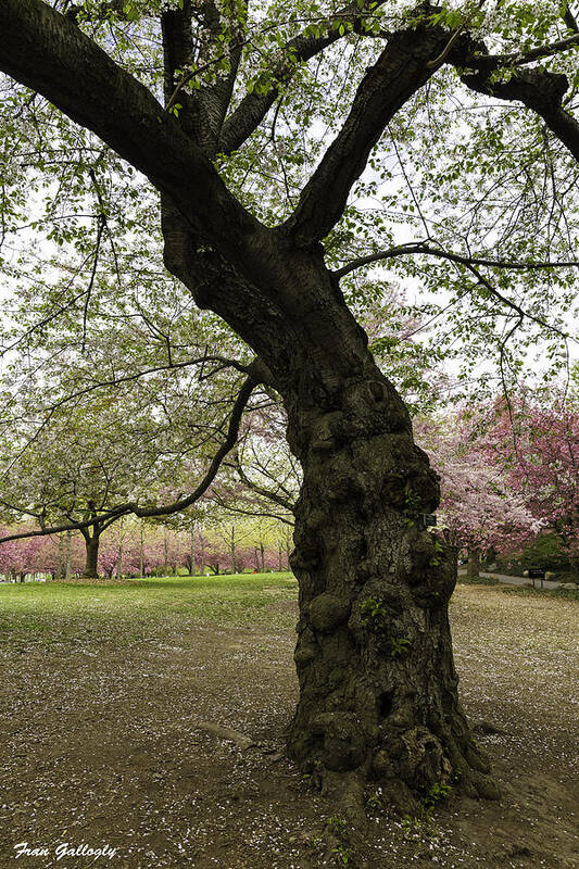 Cherry Poster featuring the photograph Ancient Cherry Tree by Fran Gallogly