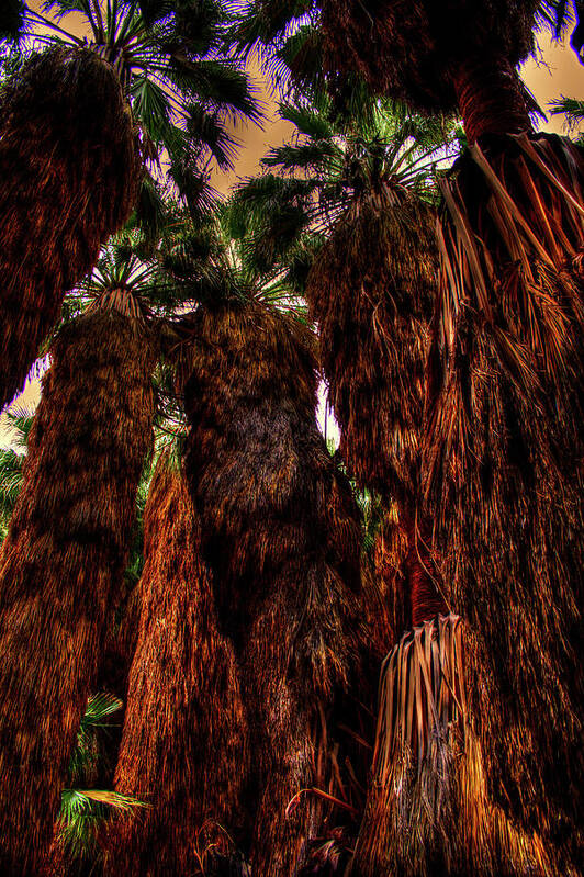 California Poster featuring the photograph Ancient Palms at Thousand Palms Preserve by Roger Passman