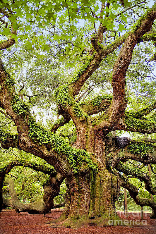 Angel Oak Poster featuring the photograph Angel Oak Tree by Sharon McConnell