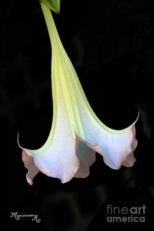 Flora Poster featuring the photograph Angel Trumpet by Mariarosa Rockefeller