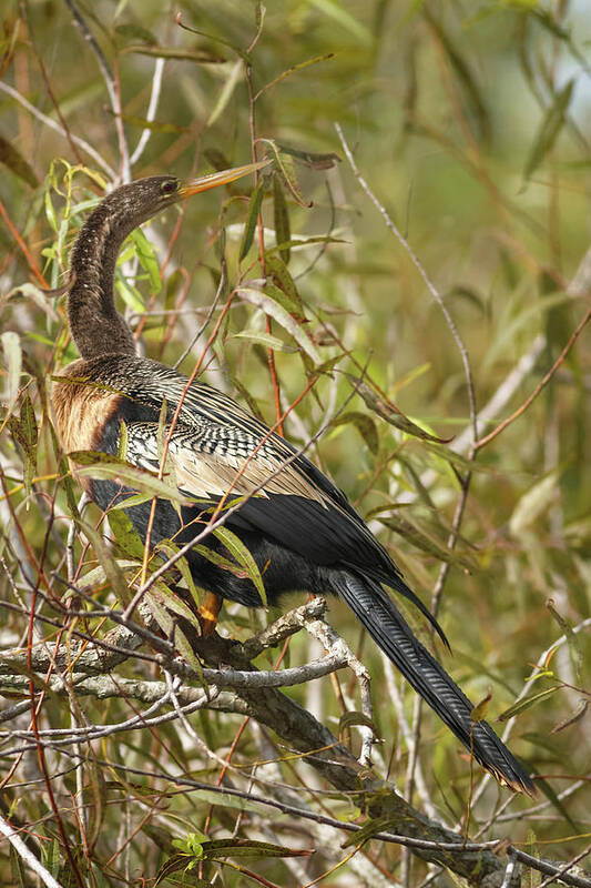 Bird Poster featuring the photograph Anhinga Shark Valley Everglades Florida by Adam Rainoff