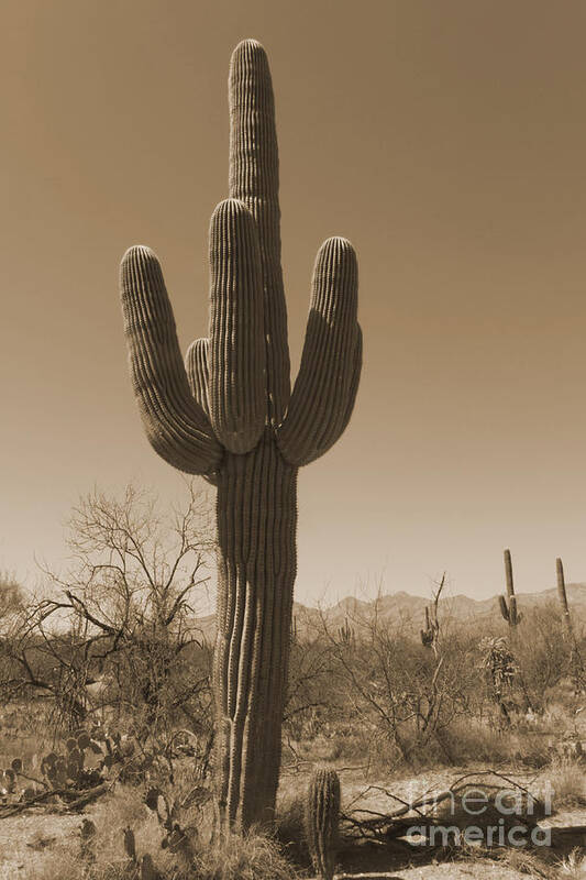 American Poster featuring the photograph Antique Sepia Saguaro Cactus by Karen Foley