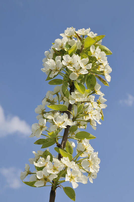 Apple Blossom Poster featuring the photograph Apple blossom in spring by Matthias Hauser