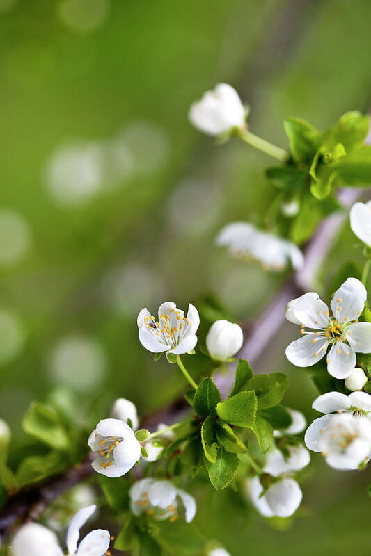 Apple Poster featuring the photograph Apple Blossoms by Nailia Schwarz