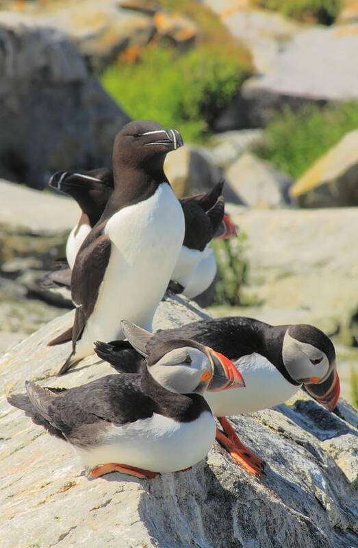 Wildlife Poster featuring the photograph Atlantic Puffins and Razorbill by John Burk