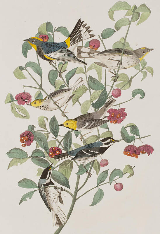 Audubon Poster featuring the painting Audubons Warbler Hermit Warbler Black-throated gray Warbler by John James Audubon