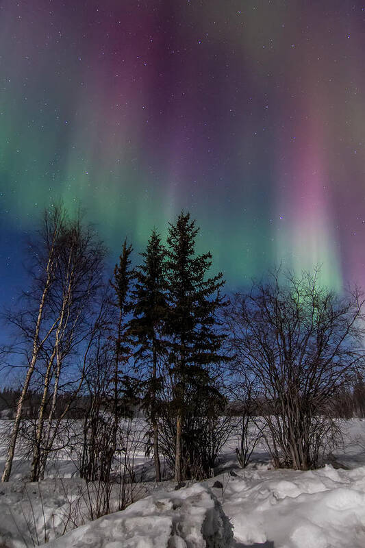 Northern Lights Poster featuring the photograph Aurora Curtains by Valerie Pond