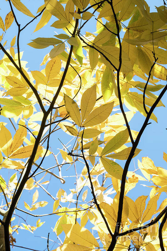 Carya Cordiformis Poster featuring the photograph Autumn Bitternut Hickory Tree Leaves by Tim Gainey