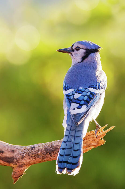 Autumn Poster featuring the photograph Autumn Blue Jay by Mircea Costina Photography