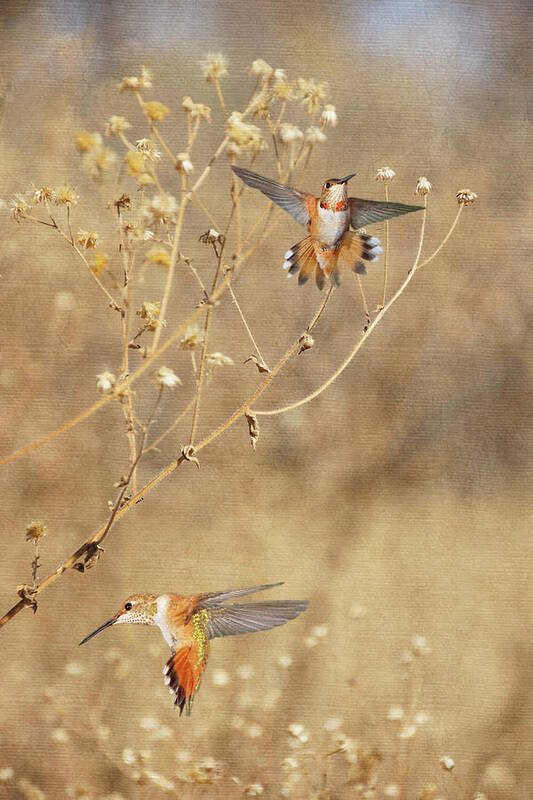 Rufous Hummingbirds Poster featuring the photograph Autumn Dreams II by Leda Robertson