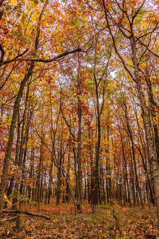 Trees Poster featuring the photograph Autumn forest by SAURAVphoto Online Store