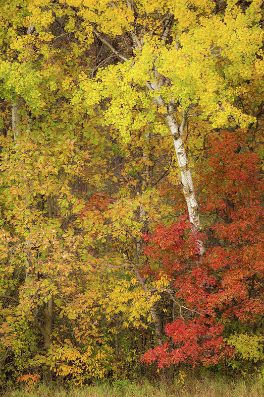 Autumn Poster featuring the photograph Autumn Impressions by Penny Meyers