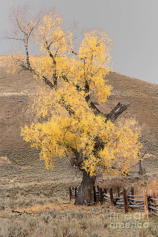 Yellowstone Poster featuring the photograph Autumn in Yellowstone by Dennis Hammer