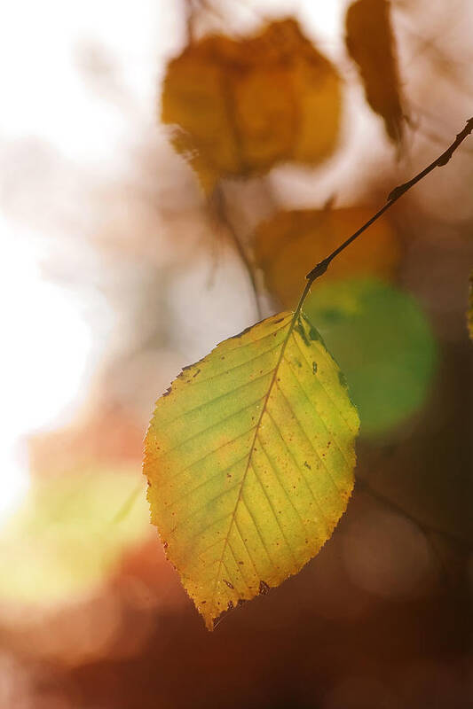 Leaf Poster featuring the photograph Autumn Leaf by Marc Huebner