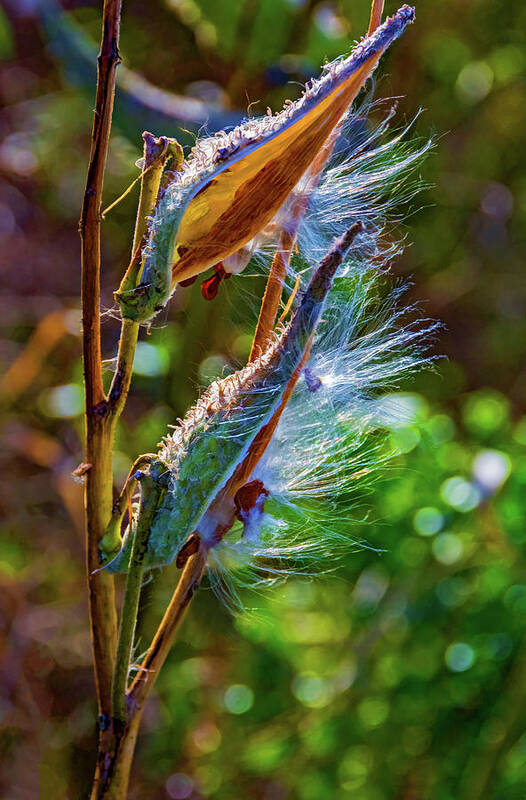 Steve Harrington Poster featuring the photograph Autumn Milkweed 5 by Steve Harrington