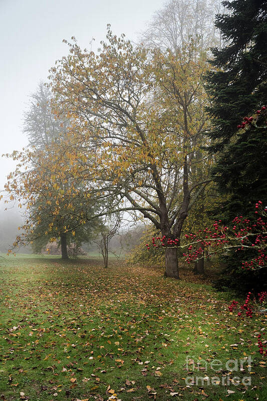 Red Berries Poster featuring the photograph Autumn Mist, Great Dixter Garden 2 by Perry Rodriguez