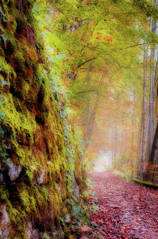 Autumn Poster featuring the photograph Autumn Path by Geoff Smith