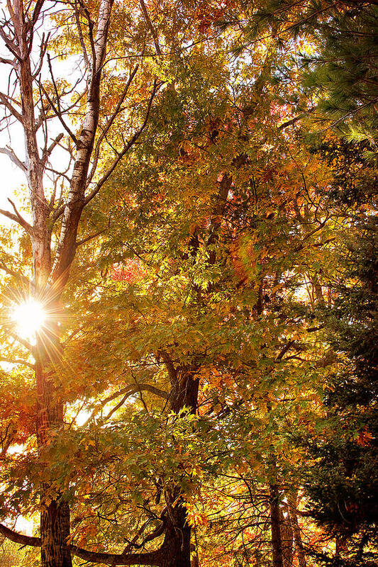 Autumn Sunset Print Poster featuring the photograph Autumn Sunset Print by Gwen Gibson