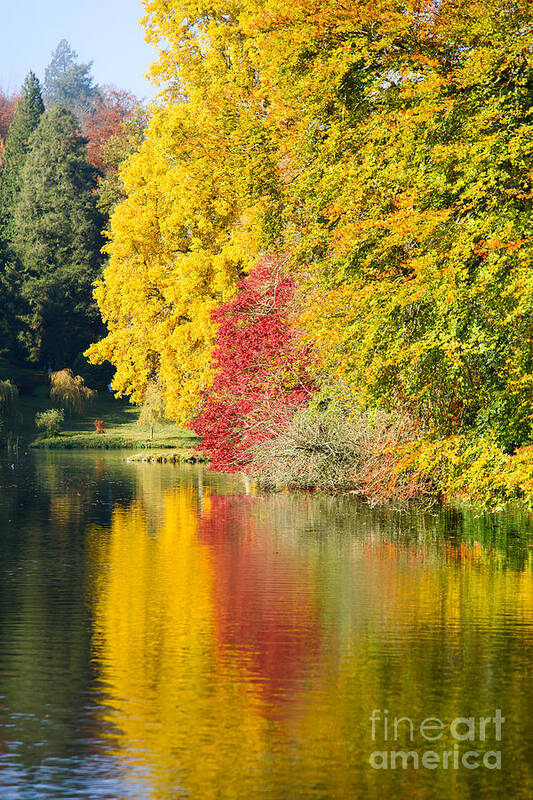 Autumn Poster featuring the photograph Autumn trees by Colin Rayner
