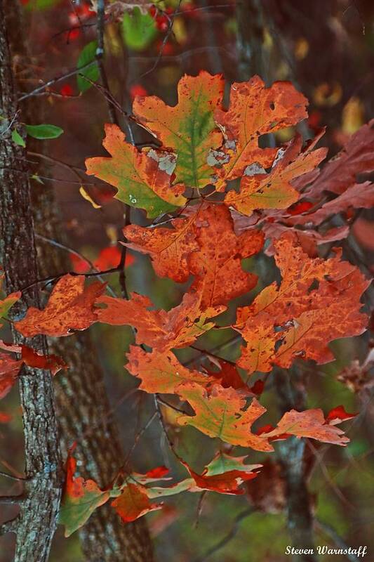 Tree Poster featuring the photograph Autumn's Treasure by Steve Warnstaff