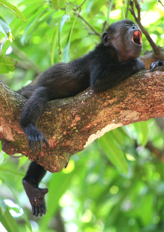 Howler Monkey Poster featuring the photograph Baby Howler Monkey by Nathan Miller